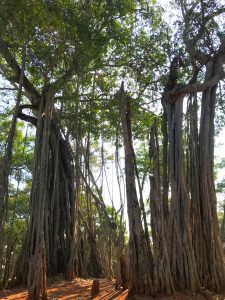 Big Banyan Tree bangalore